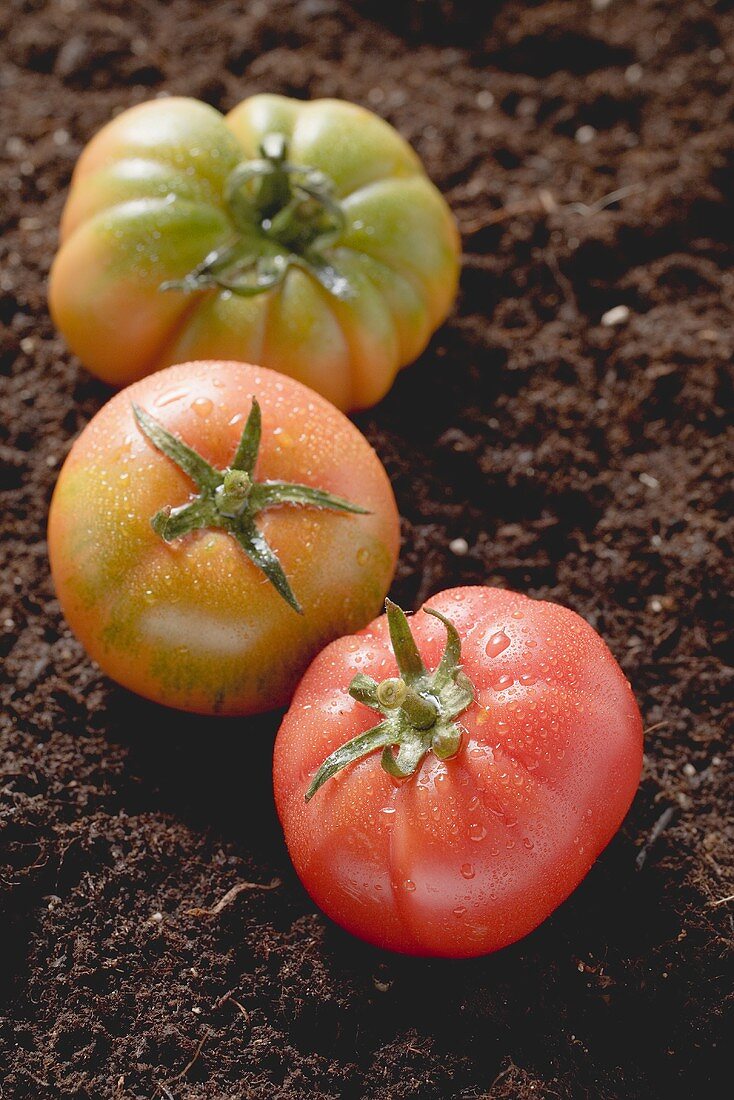 Drei Tomaten auf Erde