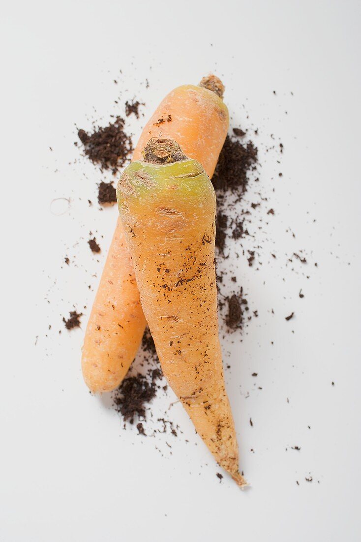 Two carrots with soil