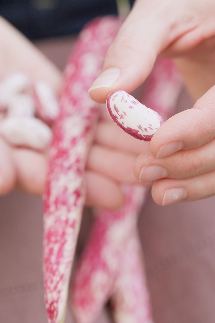 Hands holding shelled borlotti beans & unopened pod