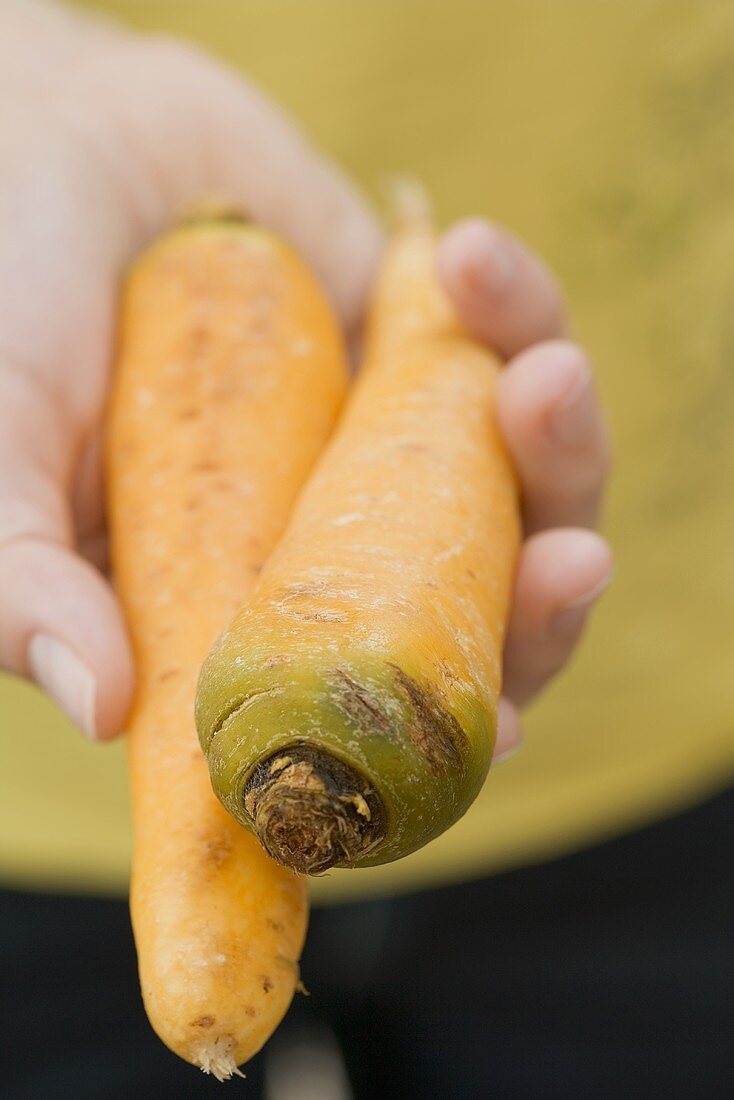 Hand holding two carrots