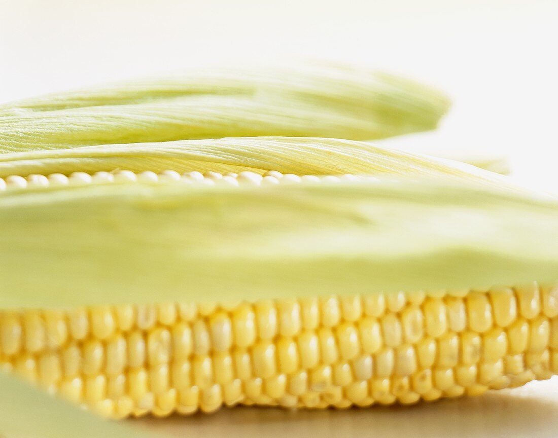 Corn on the cob with husks