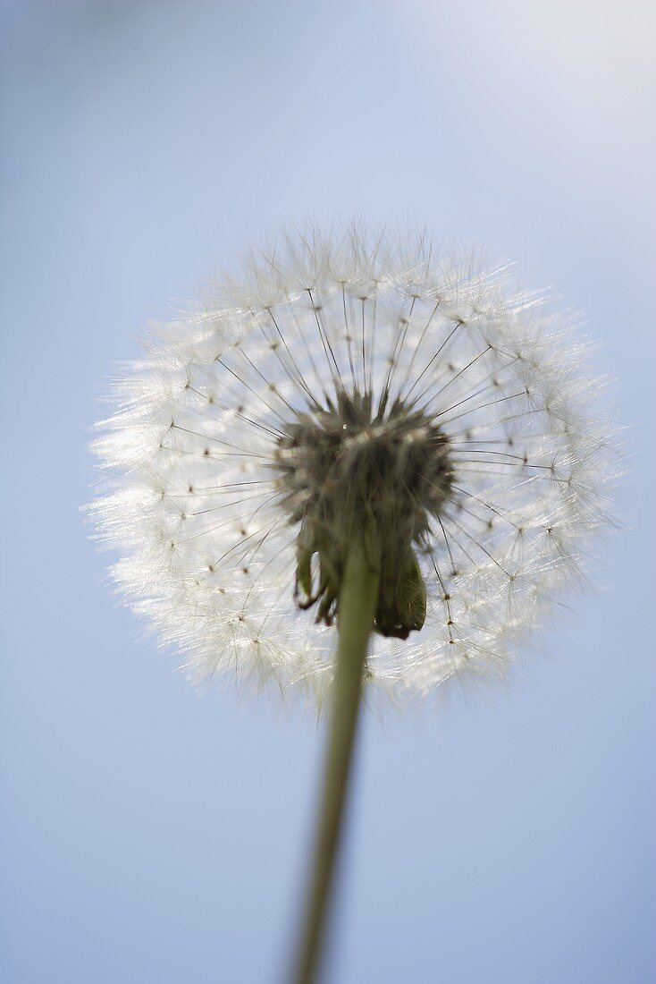 Eine Pusteblume vor blauem Hintergrund