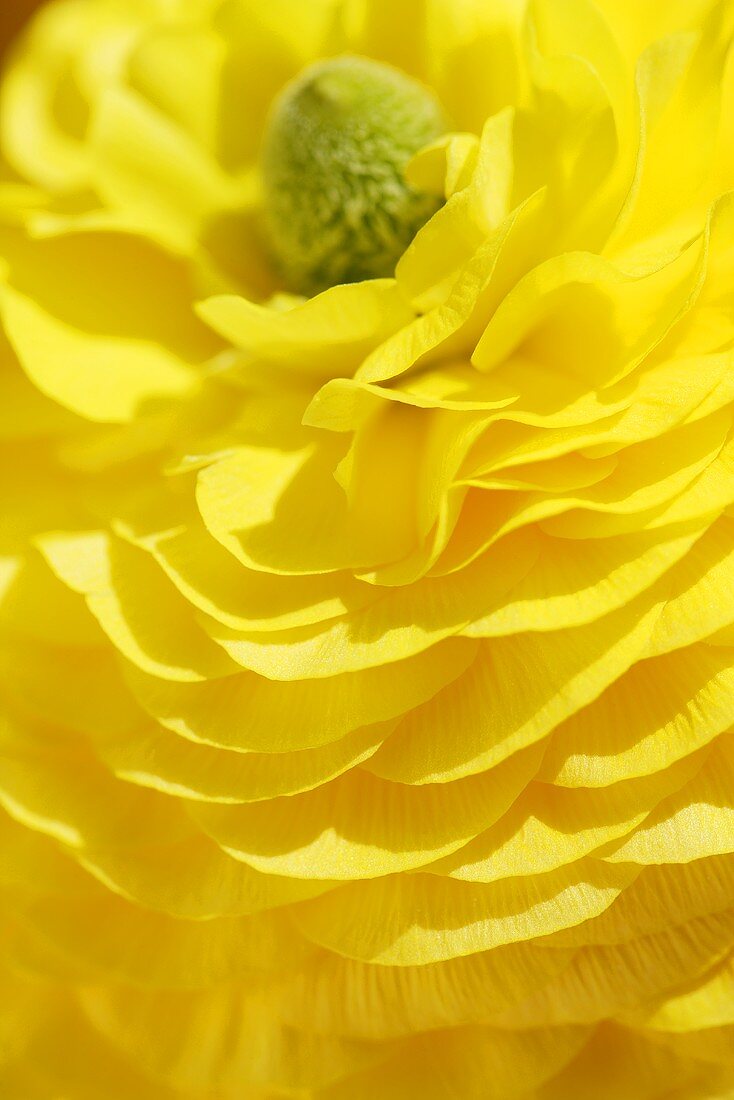 Yellow ranunculus (close-up)