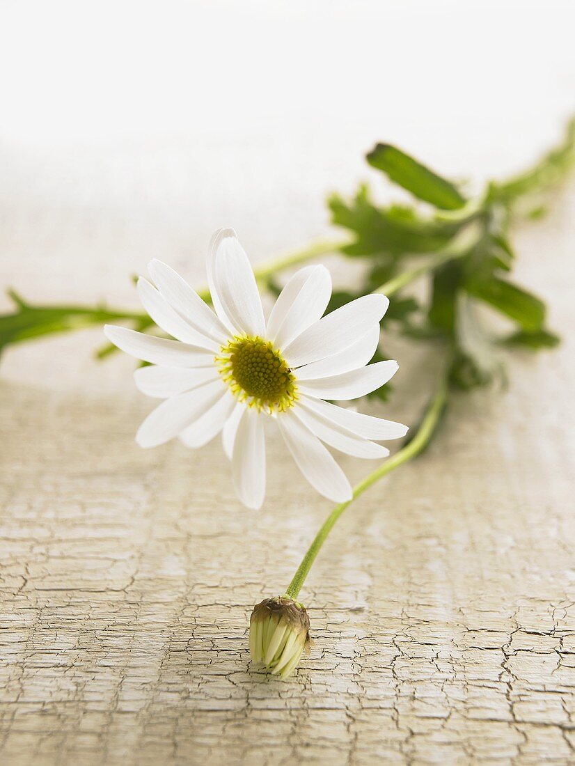 Marguerite flower