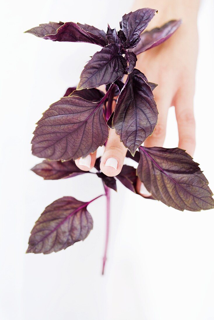 Hand holding purple basil
