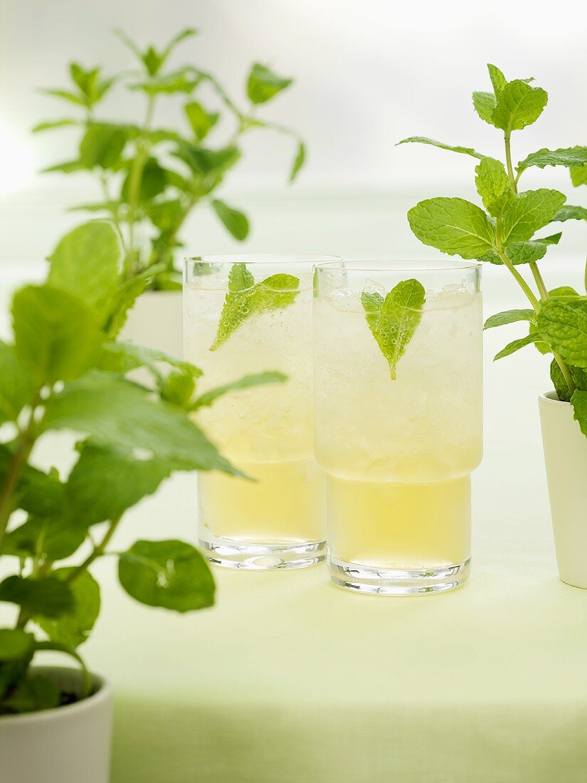 Minted Bourbon (Bourbon with mint, syrup and soda water)