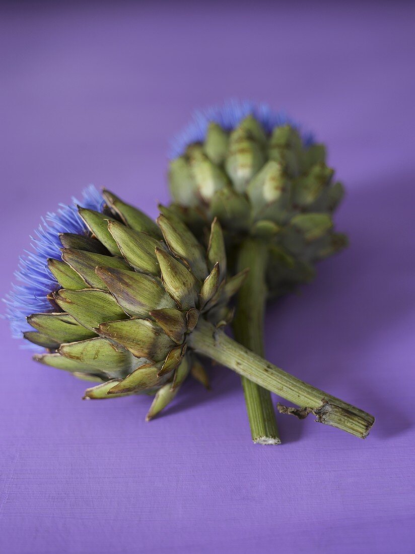 Artichoke flowers on purple background