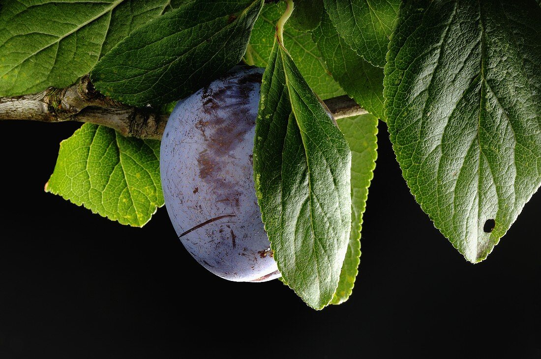 A damson on the branch