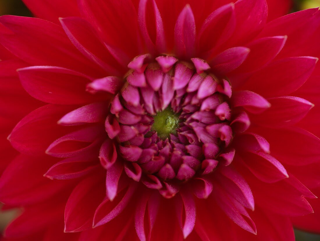 Red cactus dahlia (close-up)