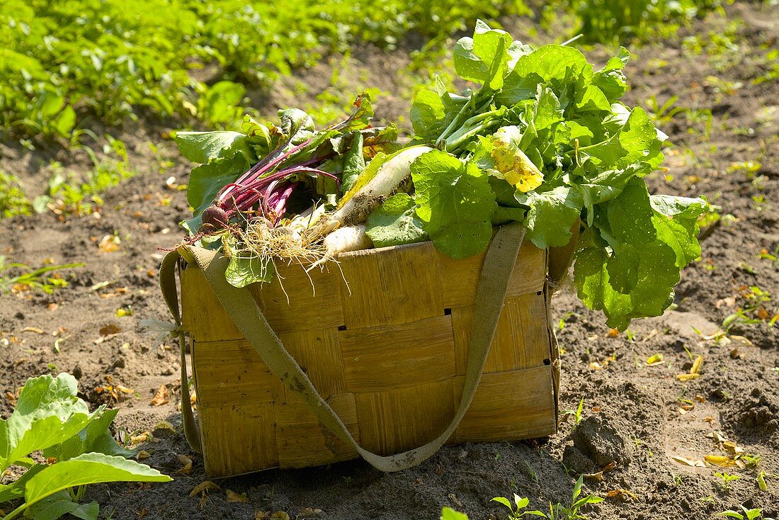 Korb mit frischem Gemüse auf dem Feld