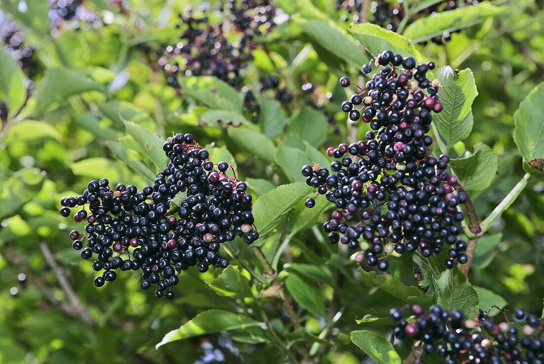 Black elderberries on the bush