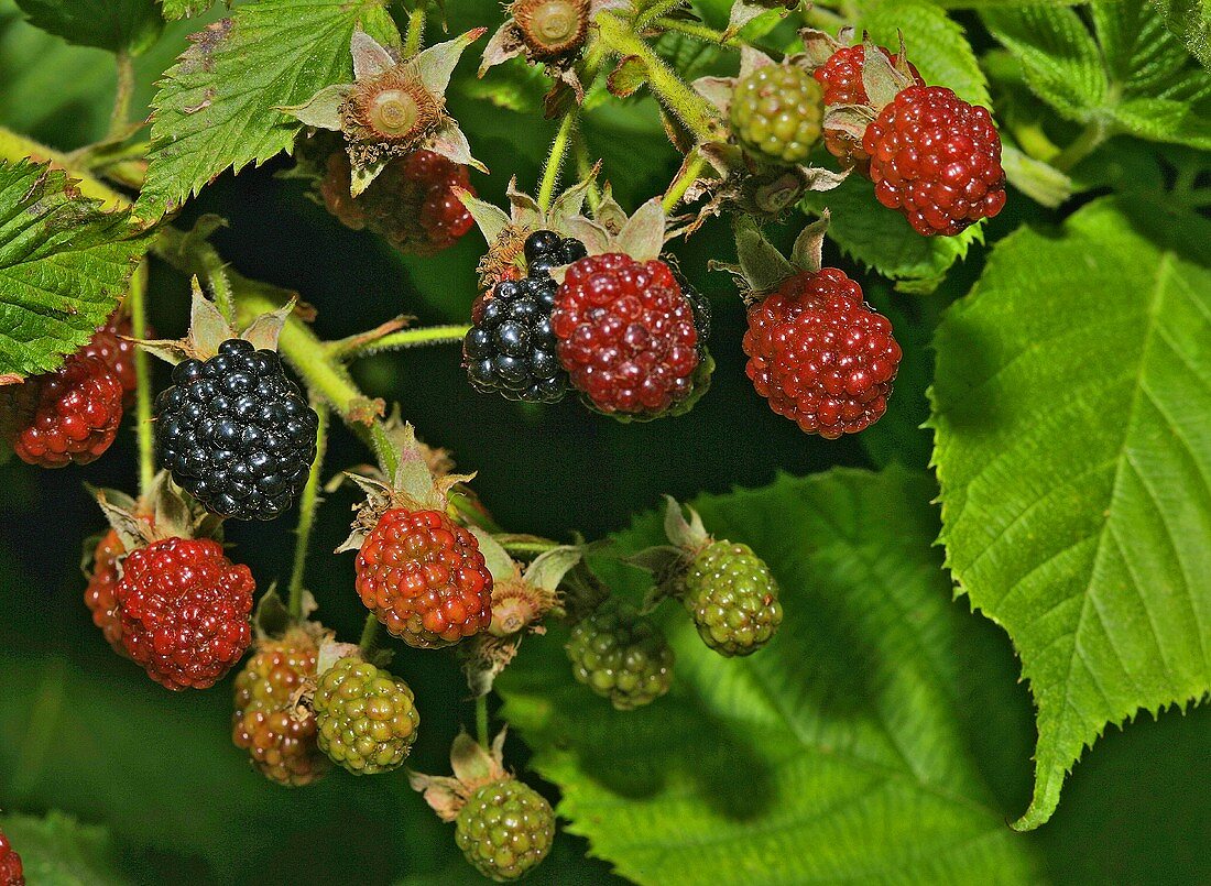 Reife und unreife Brombeeren am Strauch