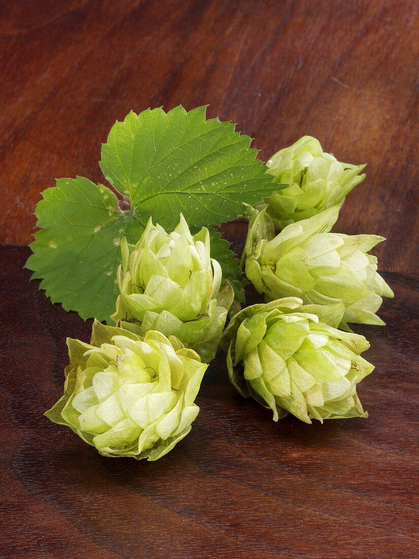 Fresh hop cones with leaves