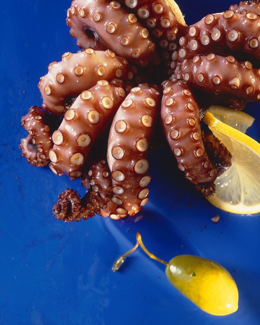 Gekochter Oktopus vor blauem Hintergrund