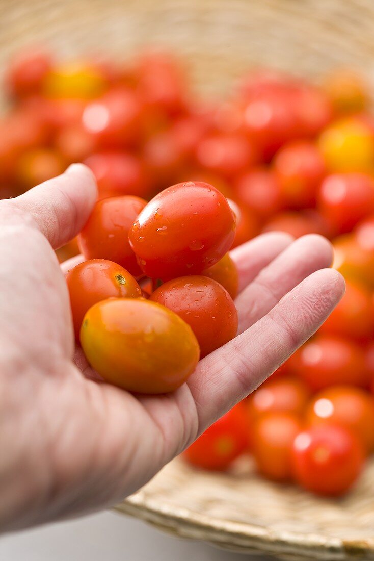 Hand holding fresh cocktail tomatoes