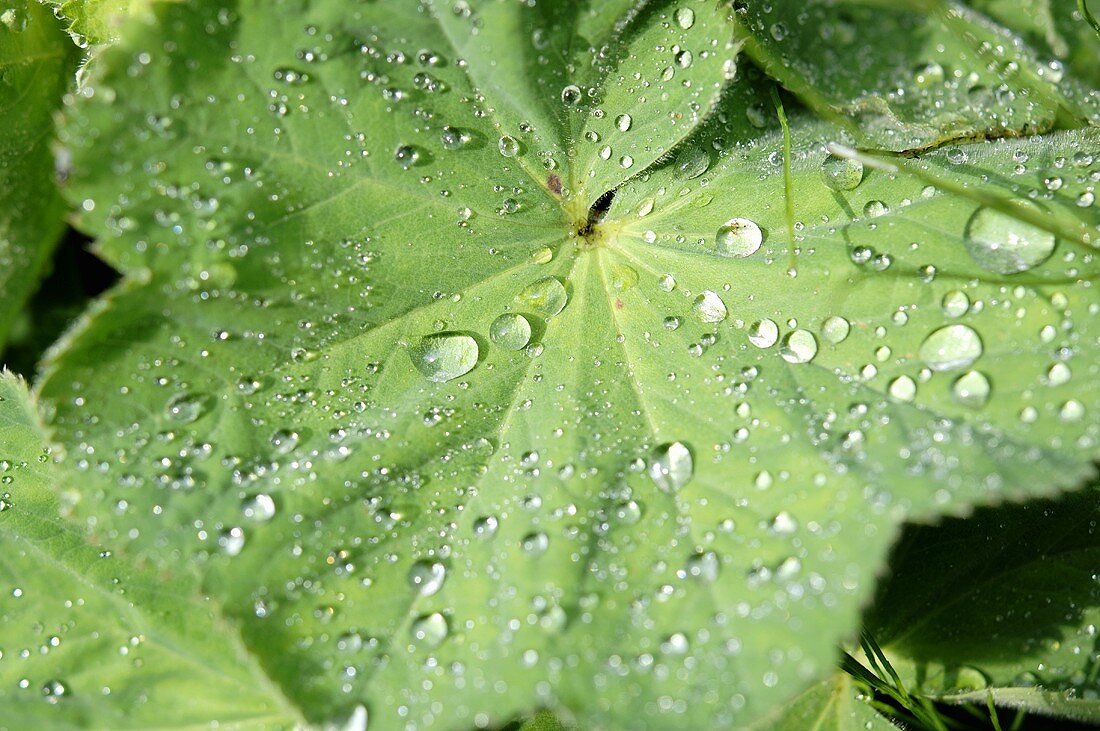 Lady's mantle leaves with drops of water