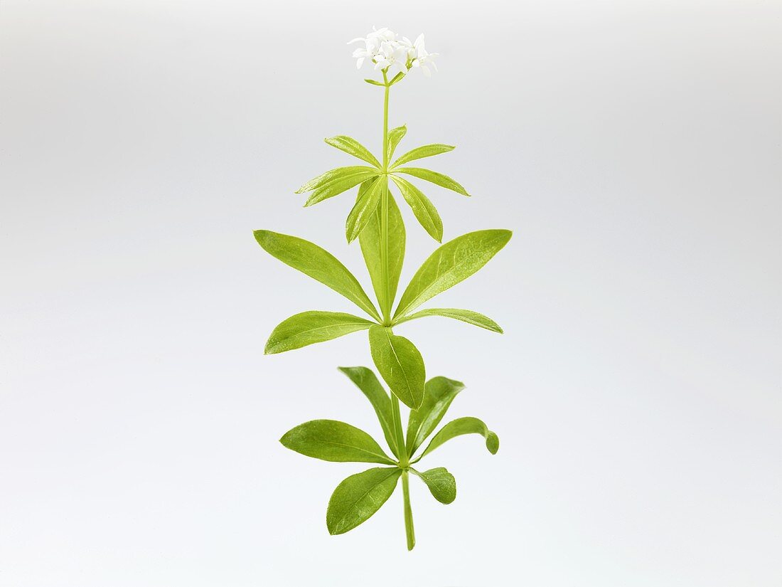 Woodruff with flower