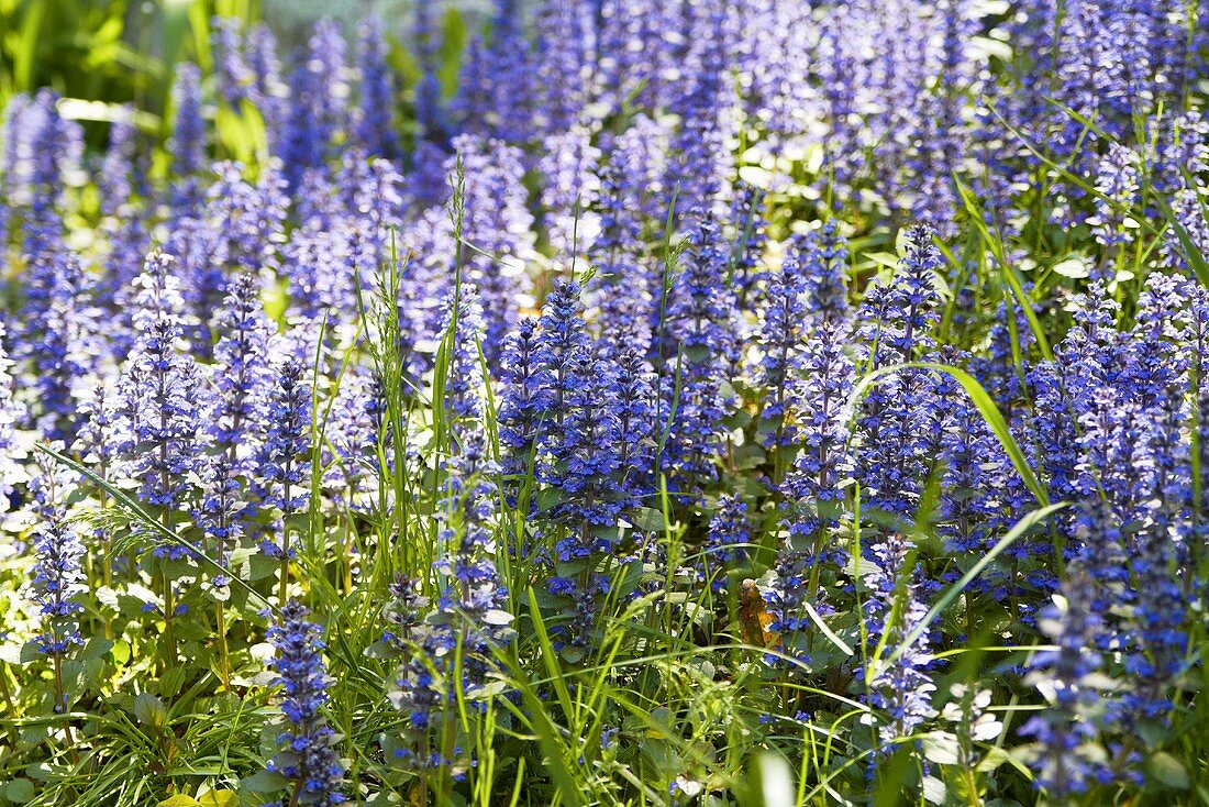 Purple Flowers Growing in a Field