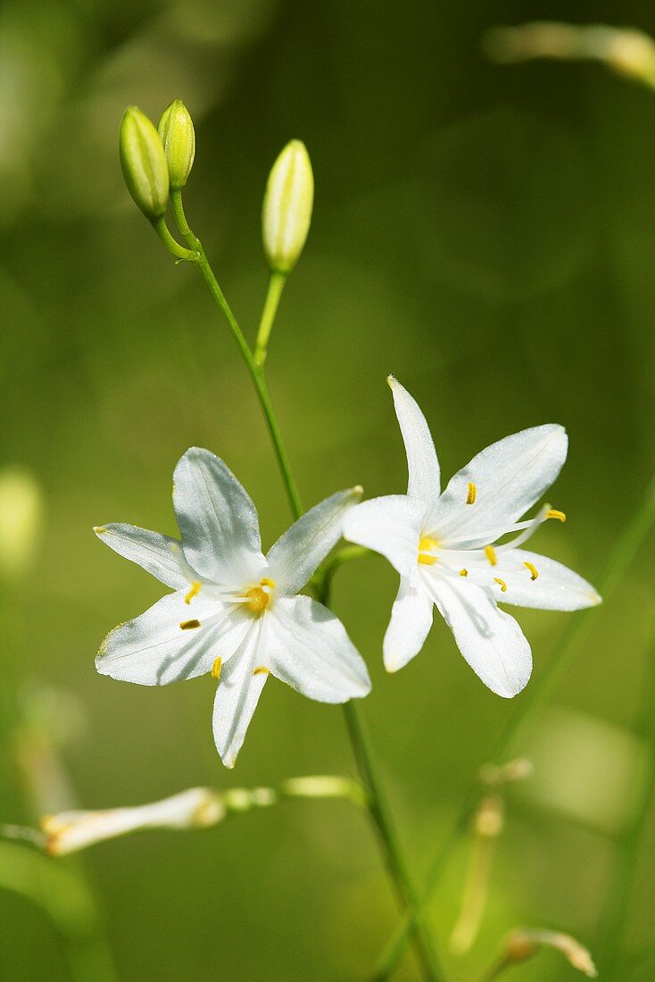 Graslilie (Anthericum)