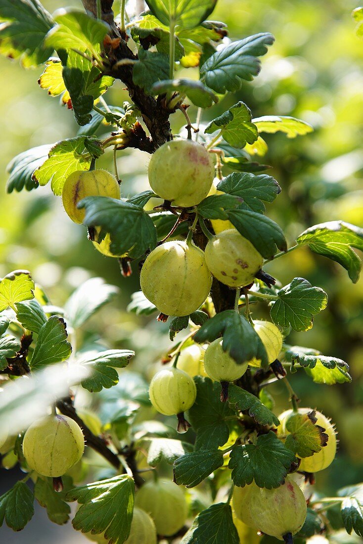 Stachelbeeren am Strauch