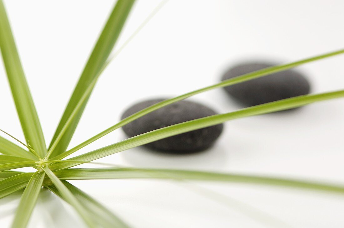 Papryus sedge and pebbles