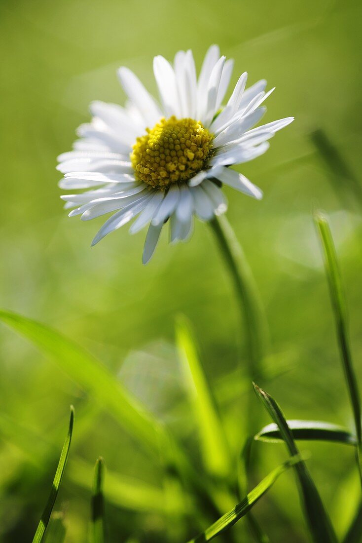 Gänseblümchen auf der Wiese (Nahaufnahme)