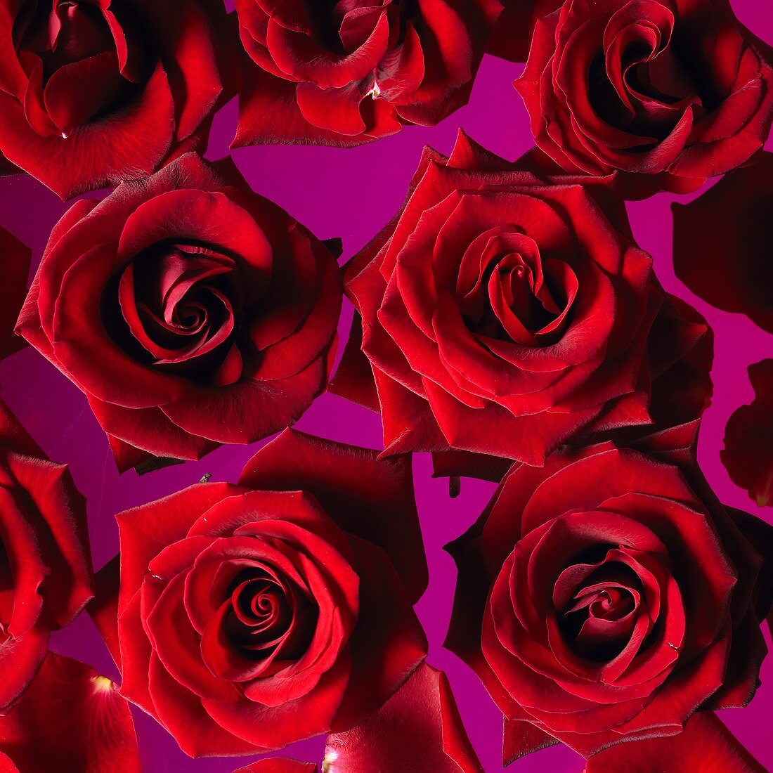 Red roses on a pink surface