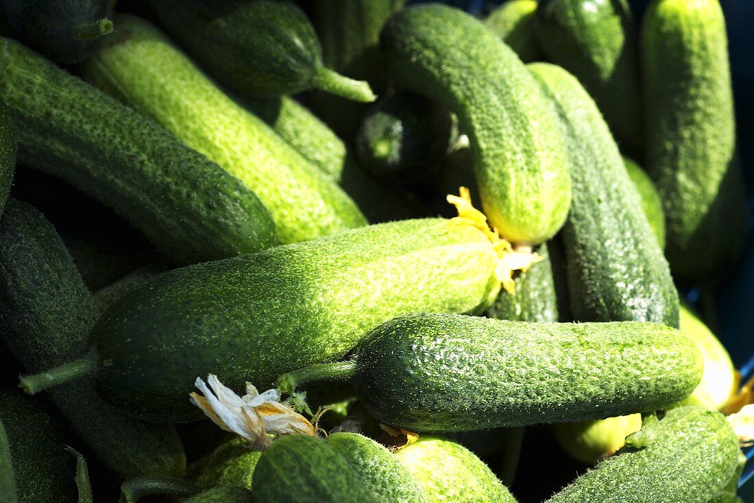 Various fresh pickles