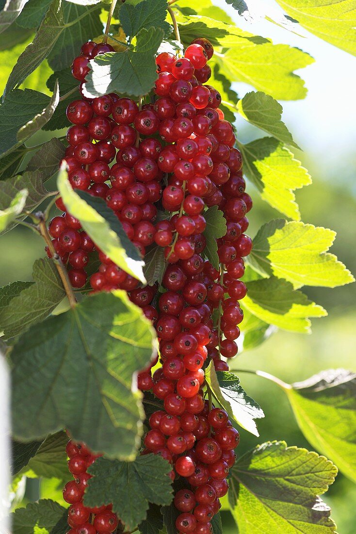 Rote Johannisbeeren am Strauch