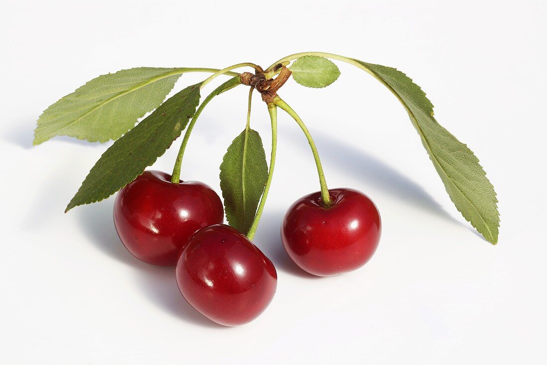 Sour cherries with stalks and leaves