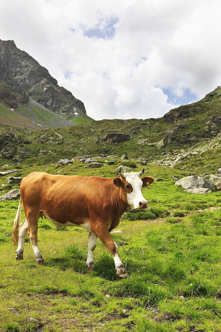 A cow in an alpine meadow