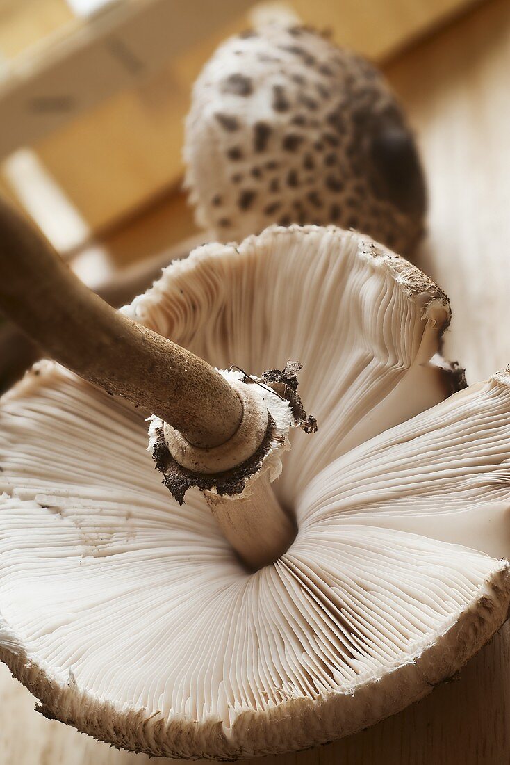 A fresh parasol mushroom (close up)