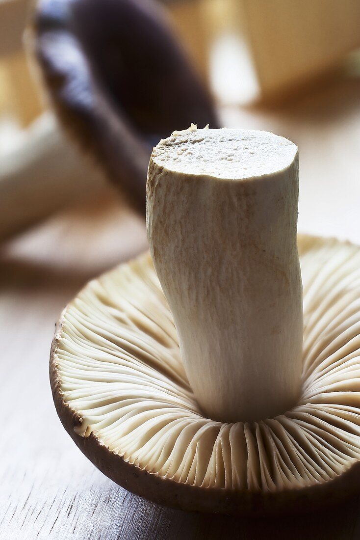 A fresh russula mushroom