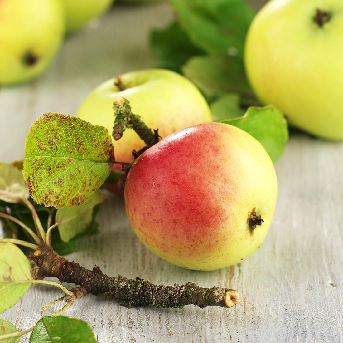 Bio-Elstar Äpfel mit Zweig und Blättern – Bilder kaufen – 938897 StockFood