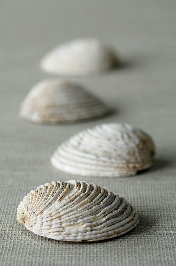 Muschelschalen (Teppichmuschel)