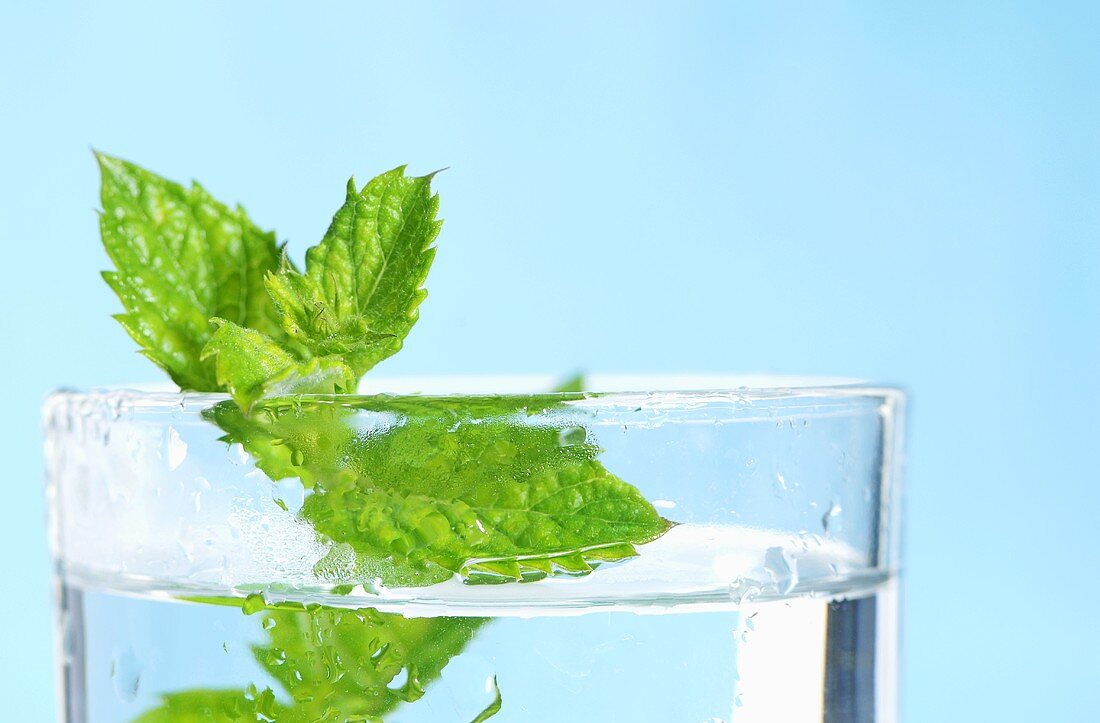 Frische Pfefferminze im Wasserglas