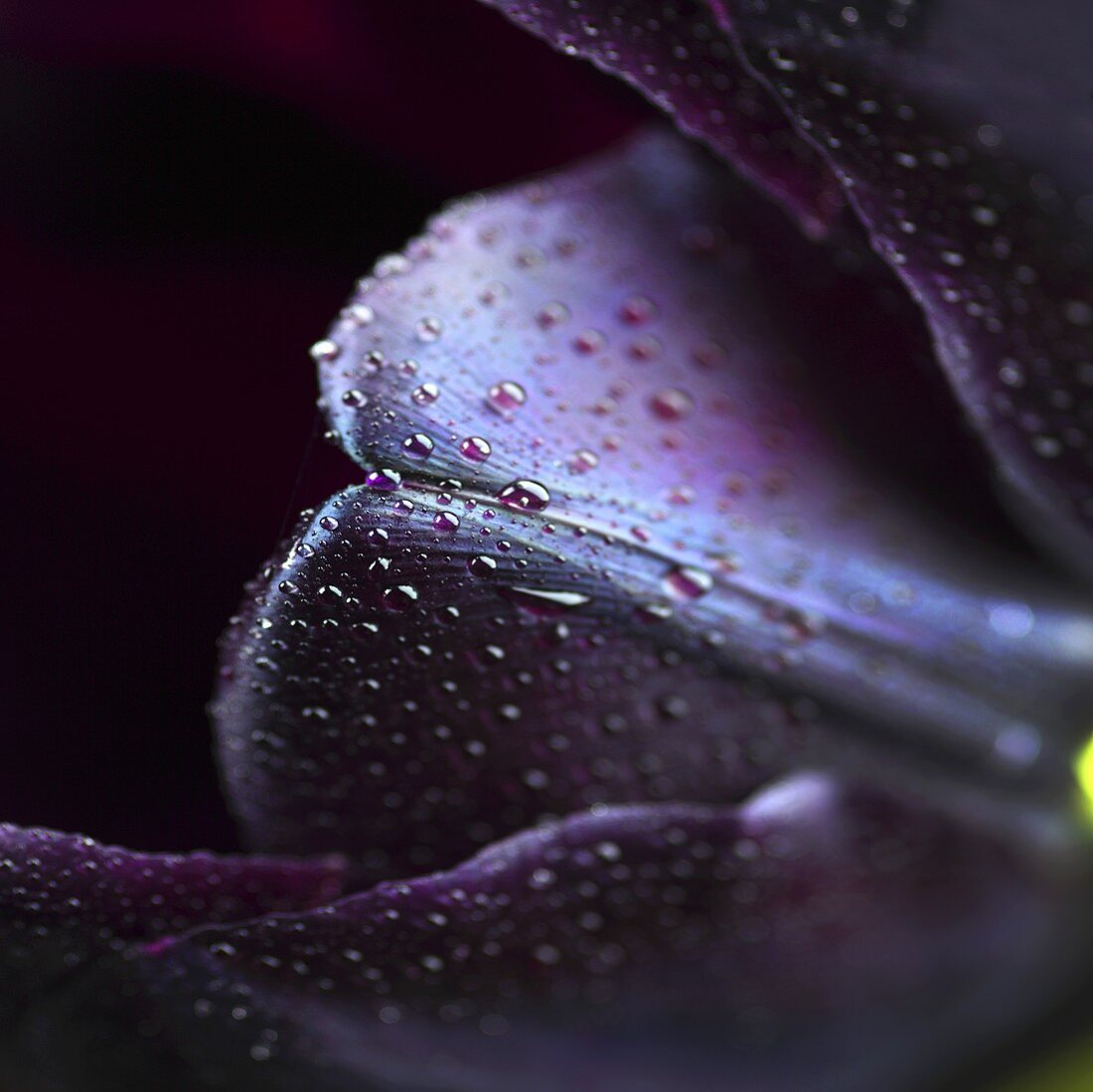 Tulpe Queen of Night mit Tautropfen (Nahaufnahme)