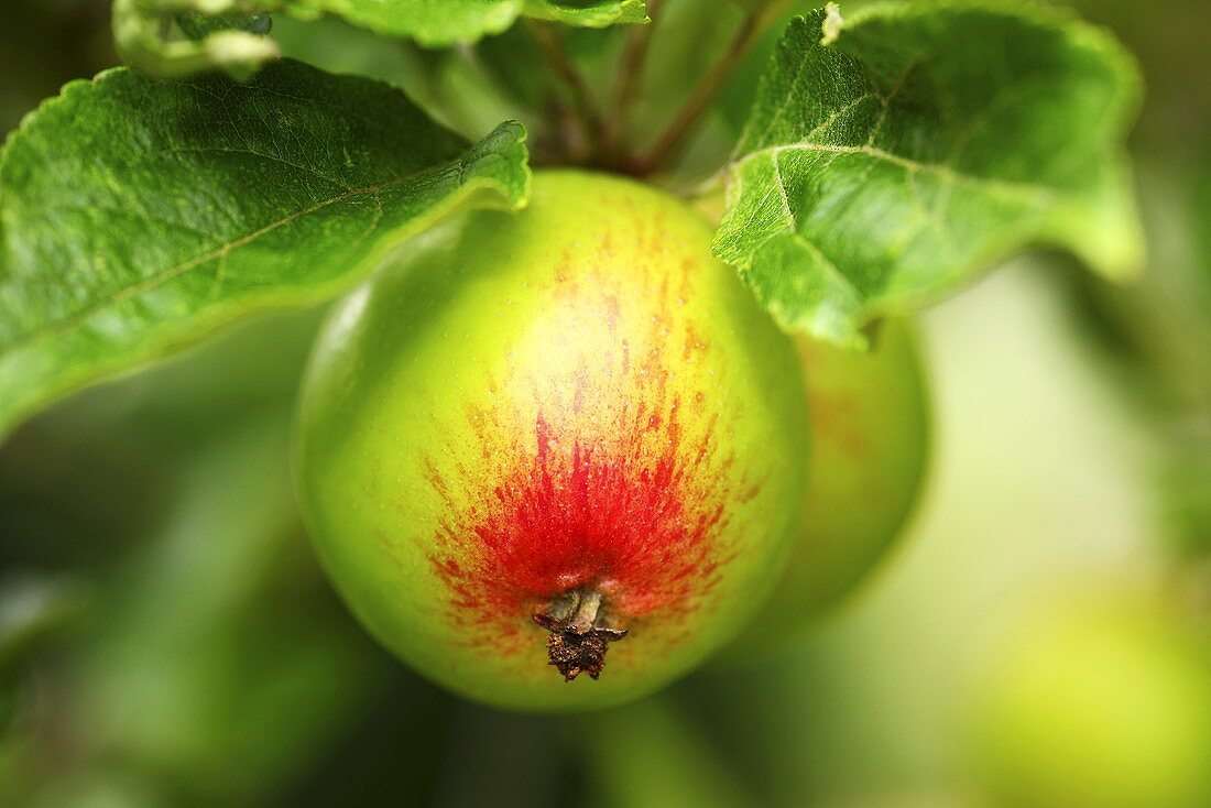 Cox Äpfel am Baum
