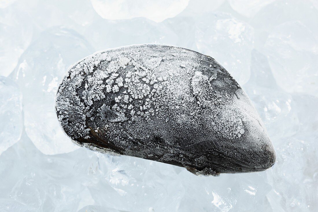 A frozen mussel