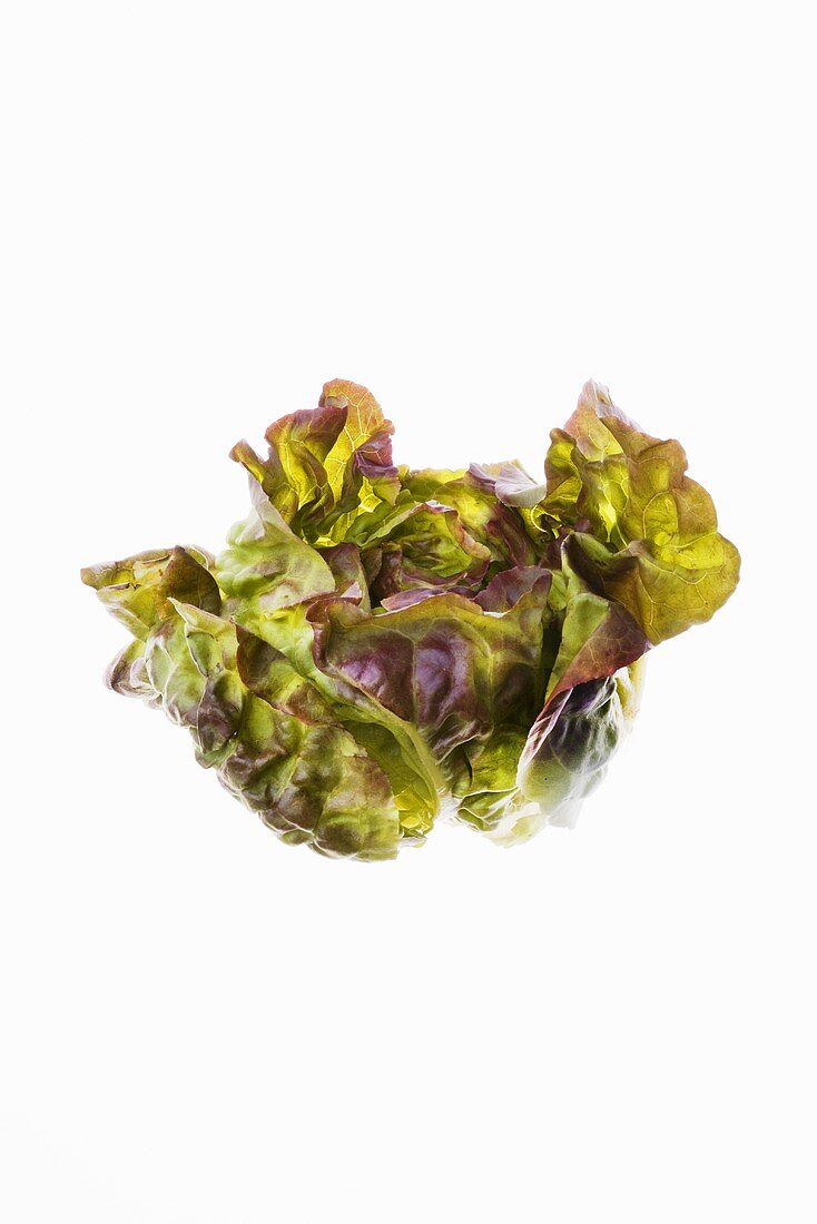 Head of Red Leaf Lettuce