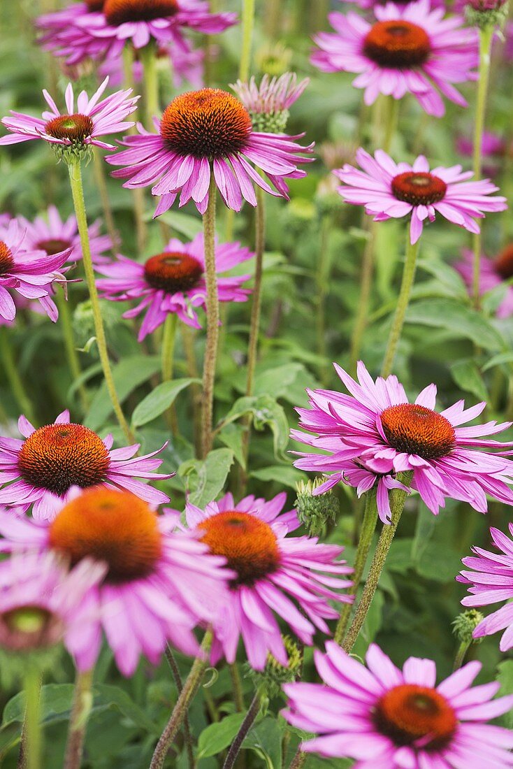 Sonnenhut (Echinacea purpurea) im Garten