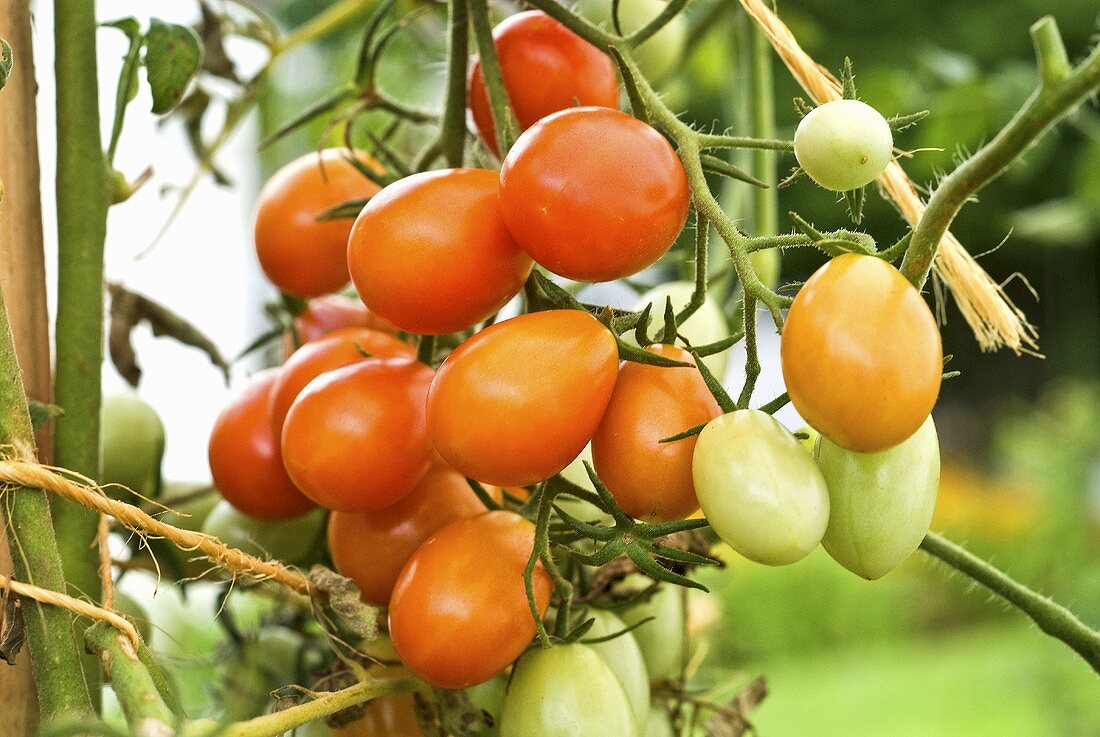 Tomaten an der Pflanze