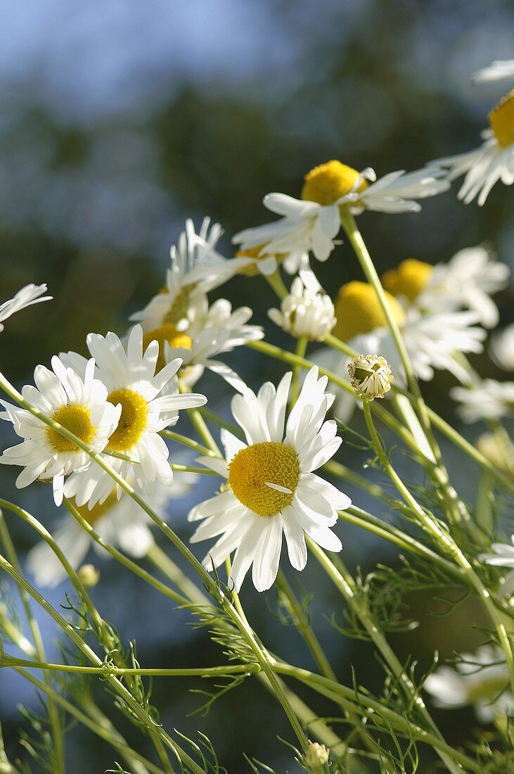 Camomile flowers (outside)