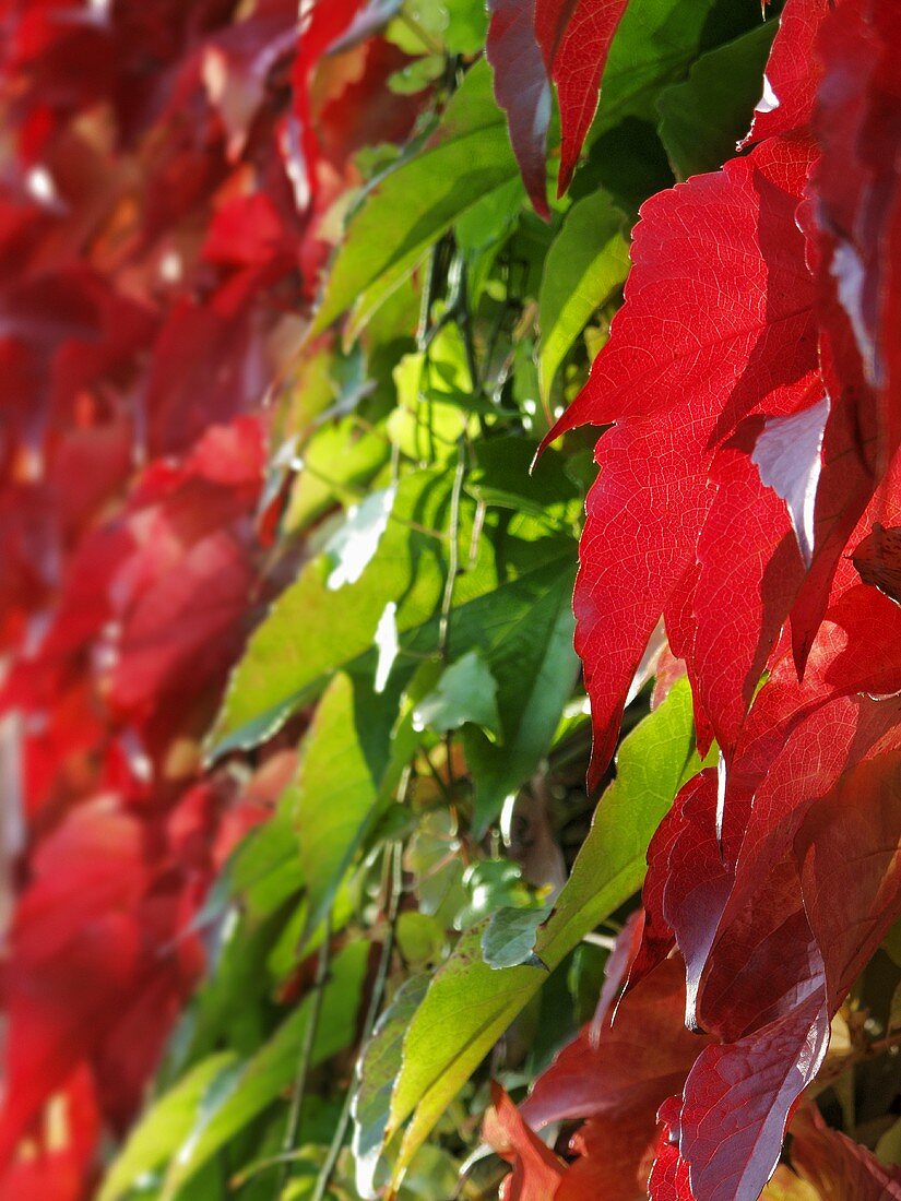 Weinblätter in herbstlicher Färbung