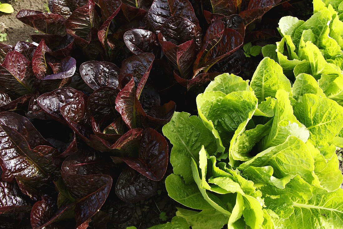 Organic Red and Green Lettuces Growing in the Garden
