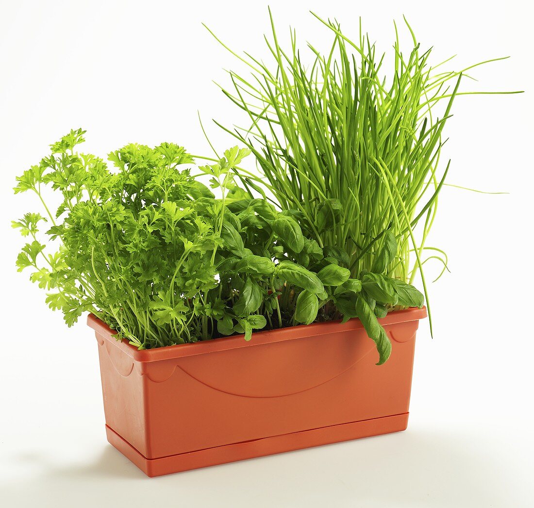 Parsley, basil and chives in a plant pot