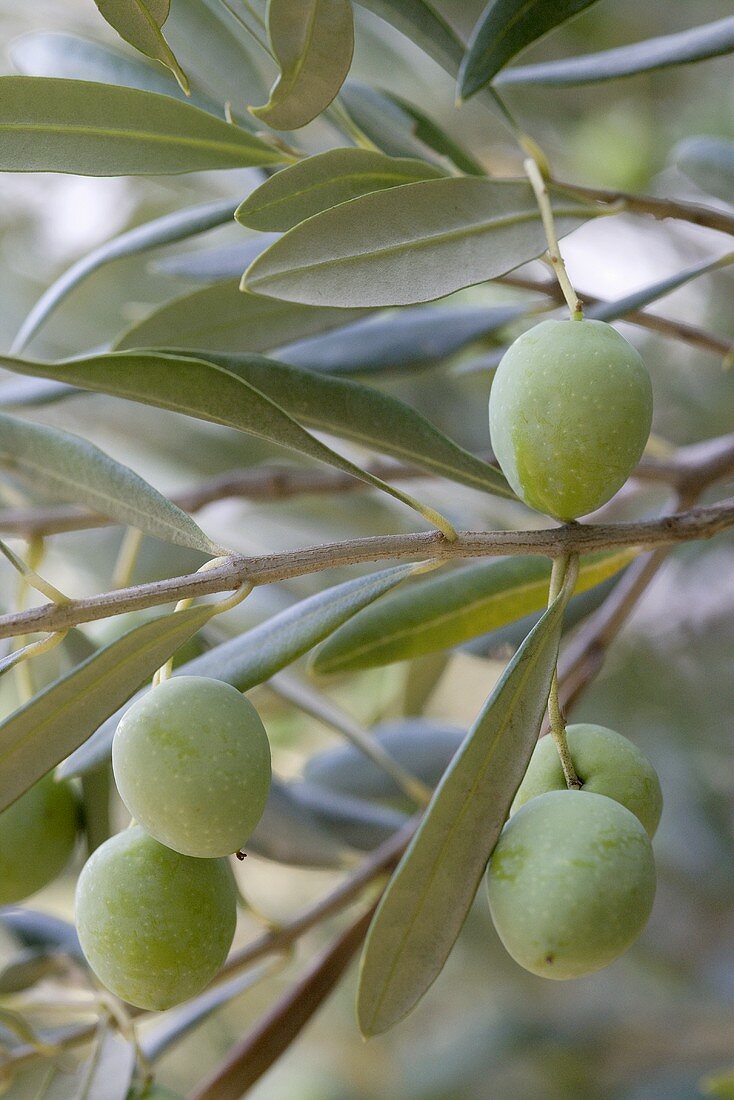 Green olives on the branch