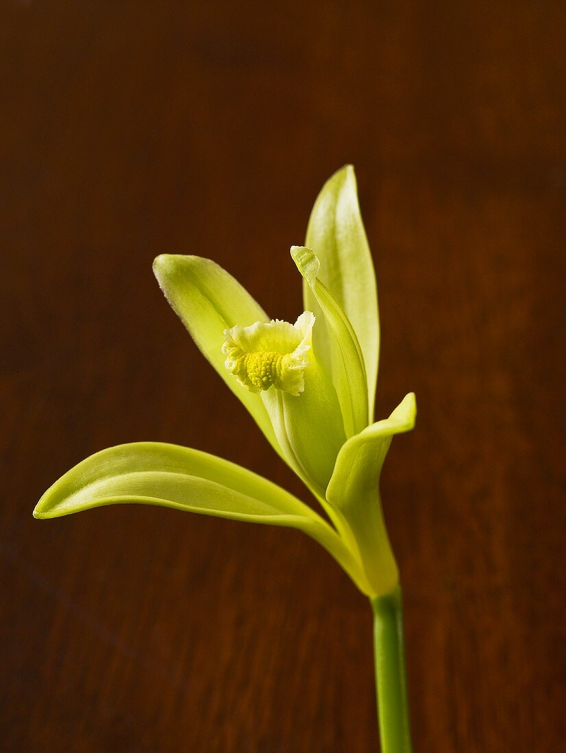 A vanilla flower