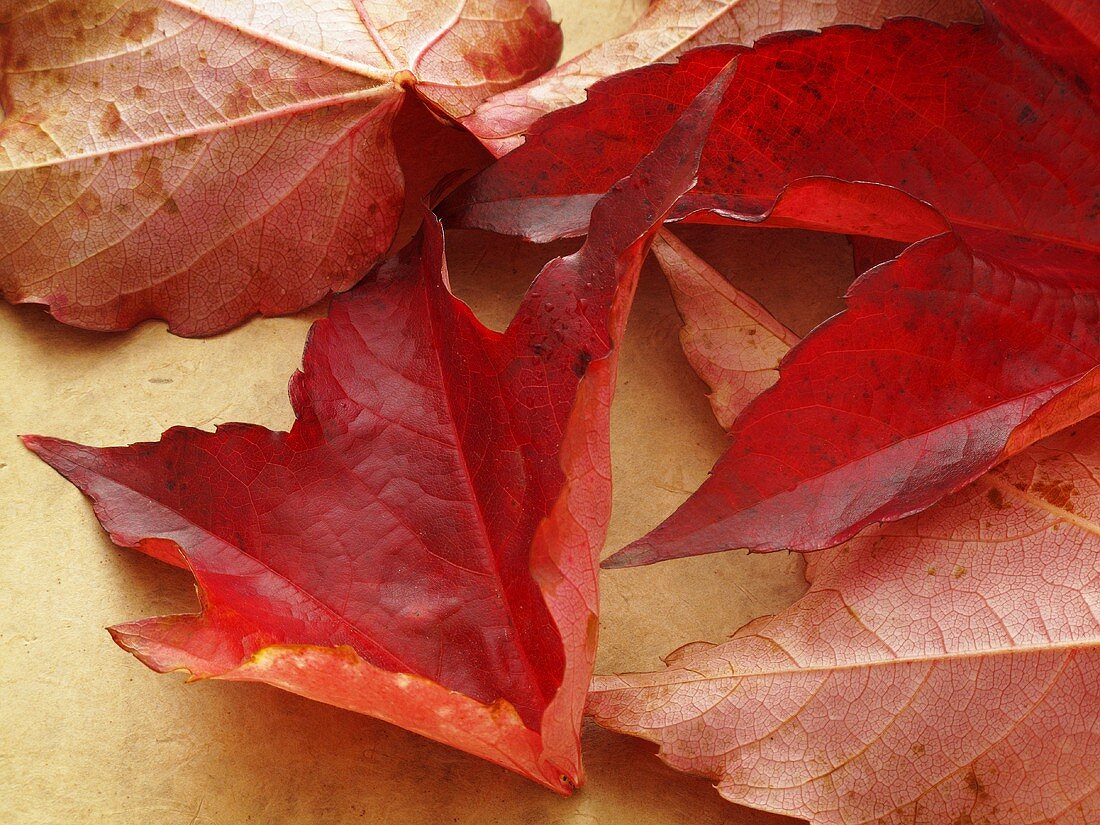 Vine leaves with autumn tints