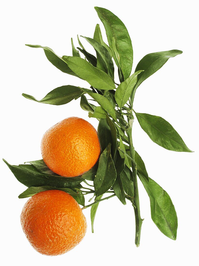 Mandarin oranges with leaves